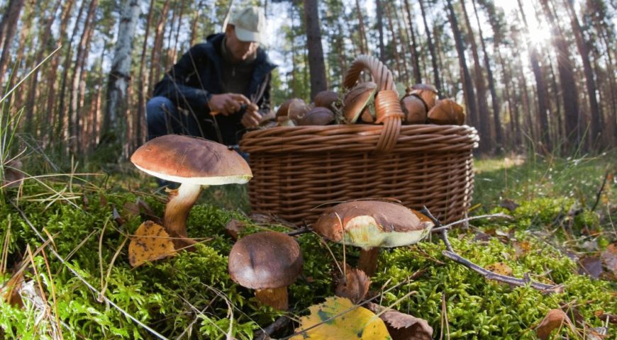 Грибні місця Львівщини 2025 — де шукати та збирати гриби