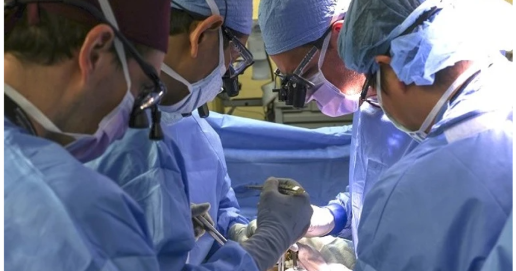 У США чоловік прожив 271 день із генномодифікованою свинячою ниркою Американець прожив 271 день із ниркою свині