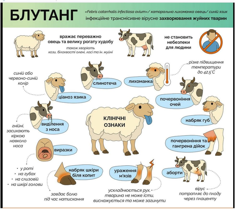 «Синій язик» у Європі: що це за вірус і кому він загрожує