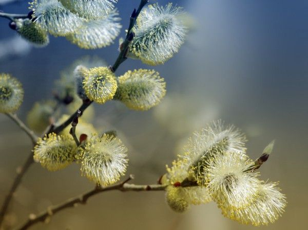 Вербна неділя 2026 в Україні: що святять, як провести день і чого краще не робити