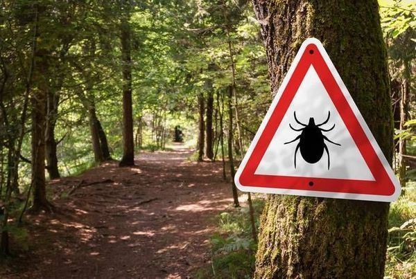 Кліщі в Україні навесні: як витягнути безпечно і коли до лікаря