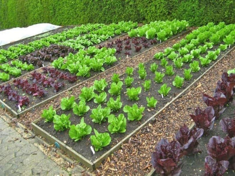 Що посадити після Великодня: календар робіт у саду і на городі