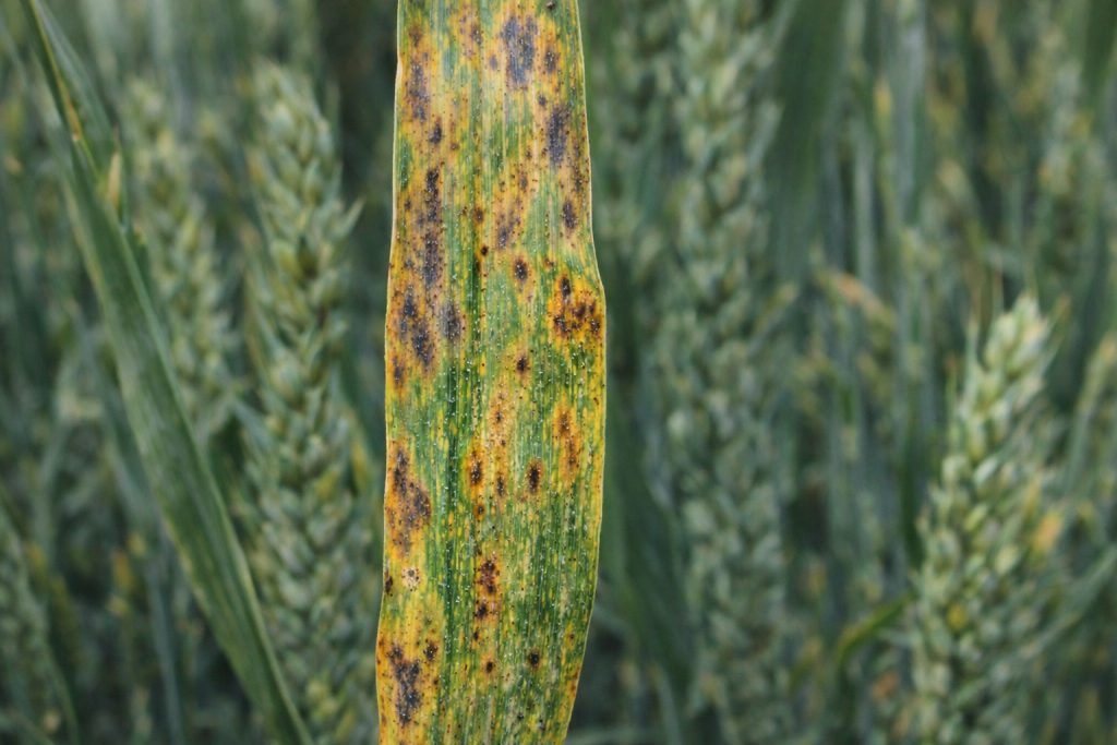 Хвороби озимої пшениці навесні: як розпізнати септоріоз і борошнисту росу