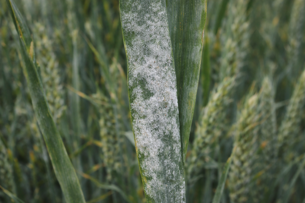 Хвороби озимої пшениці навесні: як розпізнати септоріоз і борошнисту росу