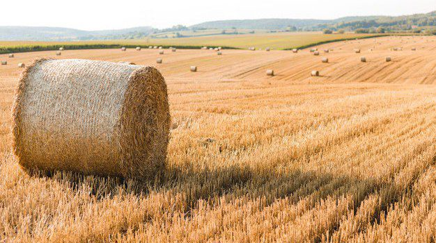 Агробіомаса в Україні: як фермери можуть заробляти на відходах