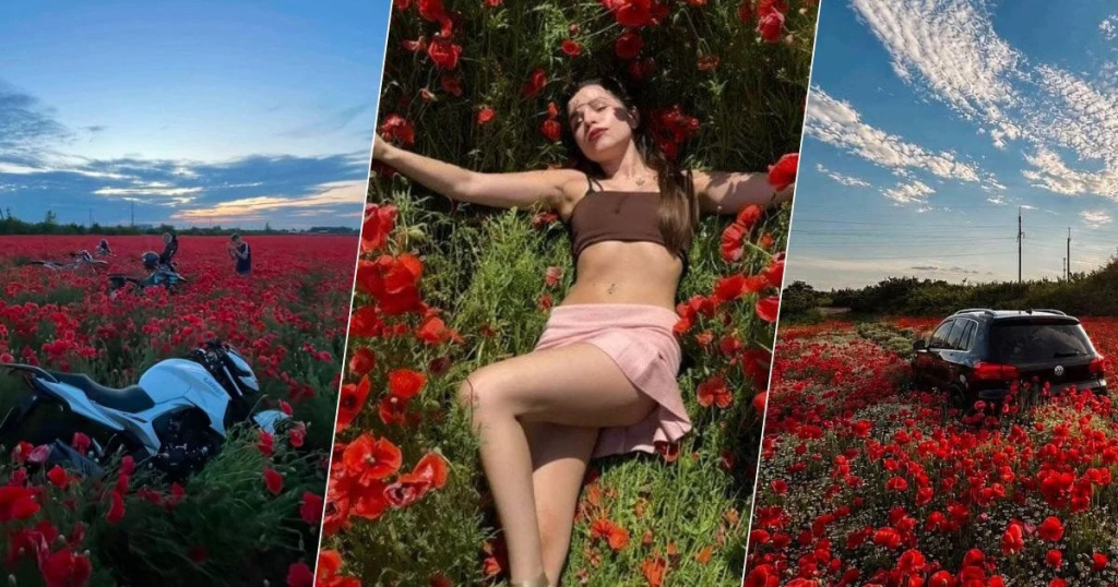 Макові поля перетворили на фотозони: фермери б’ють на сполох